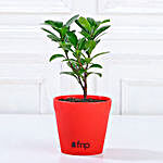 Ficus Compacta Plant in Red Pot Gift