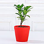 Ficus Compacta Plant in Red Pot Gift