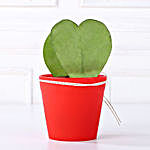 Gorgeous Love Plant Gift