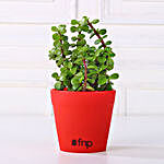 Jade Plant in Red Pot Gift