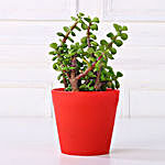 Jade Plant in Red Pot Gift