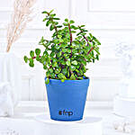 Lively Jade Plant With Plastic Pot
