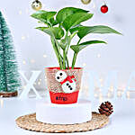 Money Plant Red Pot Gift