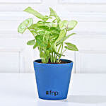 Syngonium Green Plant in Imported Pot