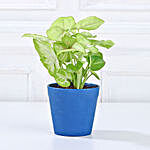 Syngonium Green Plant in Imported Pot