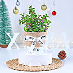 Winter Love Jade Plant in Gilded Pot