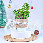 Winter Love Jade Plant in Gilded Pot