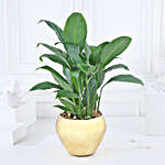Gold Harmony in Peace Lily