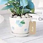 Money Plant with Elegant White Pot