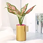 Pink Aglaonema With Golden Vase