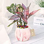 Pink Fortune Aglaonema Plant with Pot