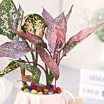 Pink Fortune Aglaonema Plant with Pot