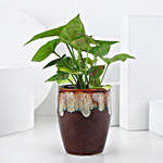 Syngonium Plant in Brown Ceramic Pot