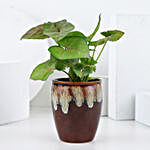 Syngonium Plant in Brown Ceramic Pot