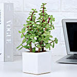 Jade Plant In Peaceful White Pot