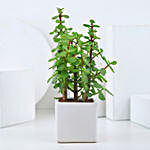 Jade Plant In Peaceful White Pot