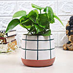 Money Plant In Checkered Pot