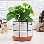 Money Plant In Checkered Pot