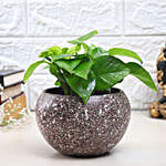 Money Plant In Textured Tropical Pot