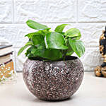 Money Plant In Textured Tropical Pot