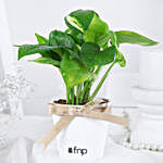 Serenity Sprout Money Plant
