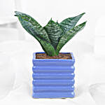 Green Sansevieria In Blue Ribbed Pot