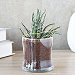 Zebra Haworthia Plant In Glass Vase