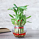 Zen Green Bamboo Plant
