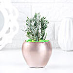 Pedilanthus Serenity Plant Gift