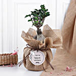 Mom's Love Ficus Ginseng Bonsai