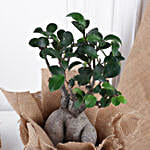 Mom's Love Ficus Ginseng Bonsai