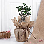 Mom's Love Ficus Ginseng Bonsai