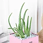 Aloe vera Love Pot