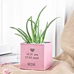 Aloe vera Love Pot