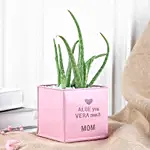 Aloe vera Love Pot