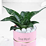 Milt Sansevieria for Best Mom Ever