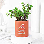 Jade Plant Gift