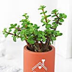 Jade Plant Gift