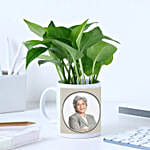 Nurtured Money Plant For Boss