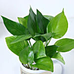 Nurtured Money Plant For Boss
