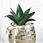 Sansevieria Plant In Blingy Gold Pot