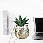 Sansevieria Plant In Blingy Gold Pot