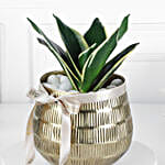 Milt Sansevieria Plant In Luxe Gold Pot