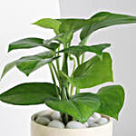 Jolly Green Boy Planter