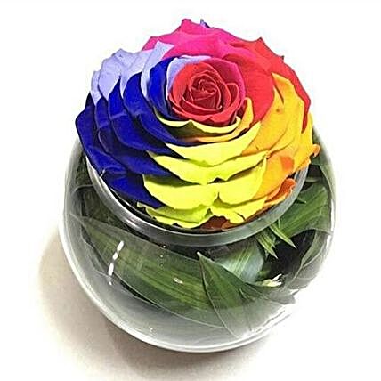 Preserved Rainbow Rose In Round Vase:Send Forever Roses to Saudi-Arabia