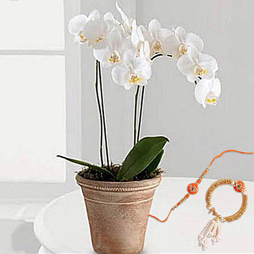 White Phalaenopsis Orchid Plant With Rakhi