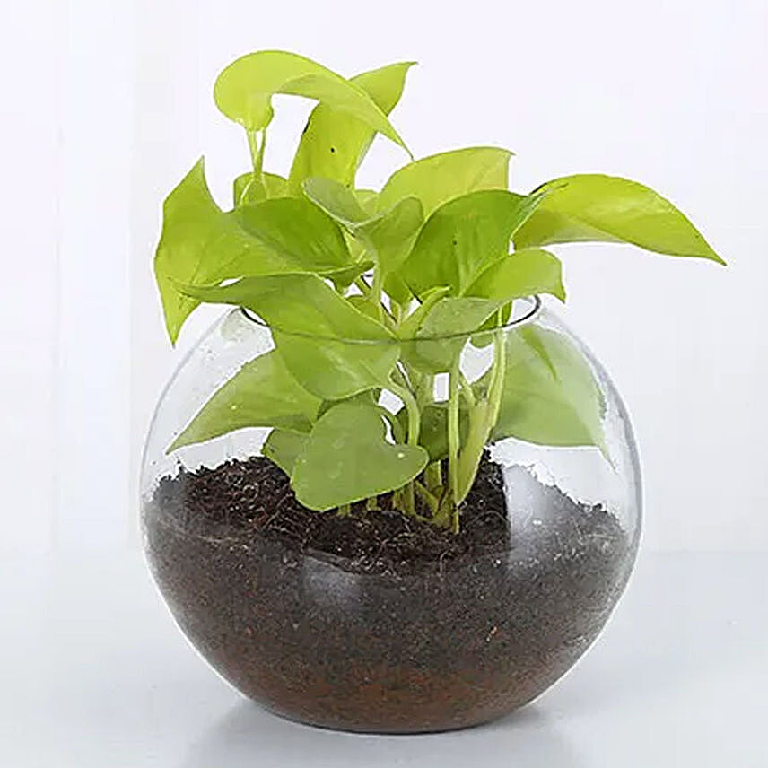 Money Plant Round Vase