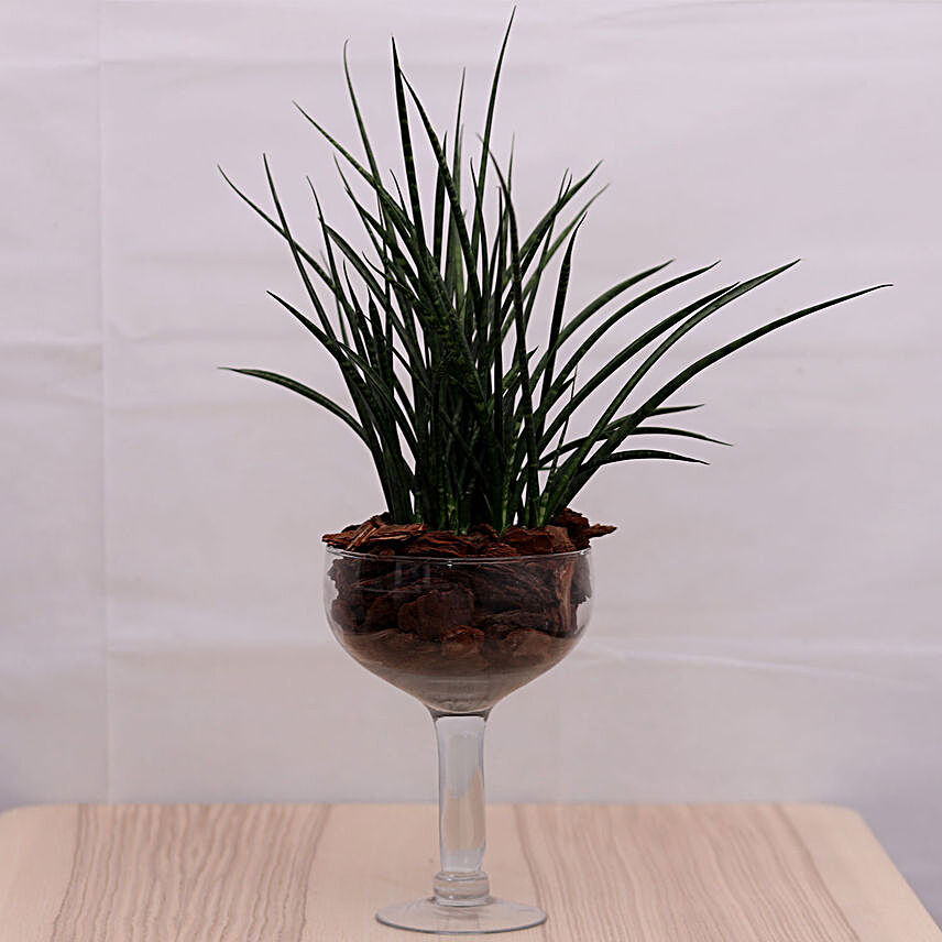 Sansevieria Plant in a Martini Vase
