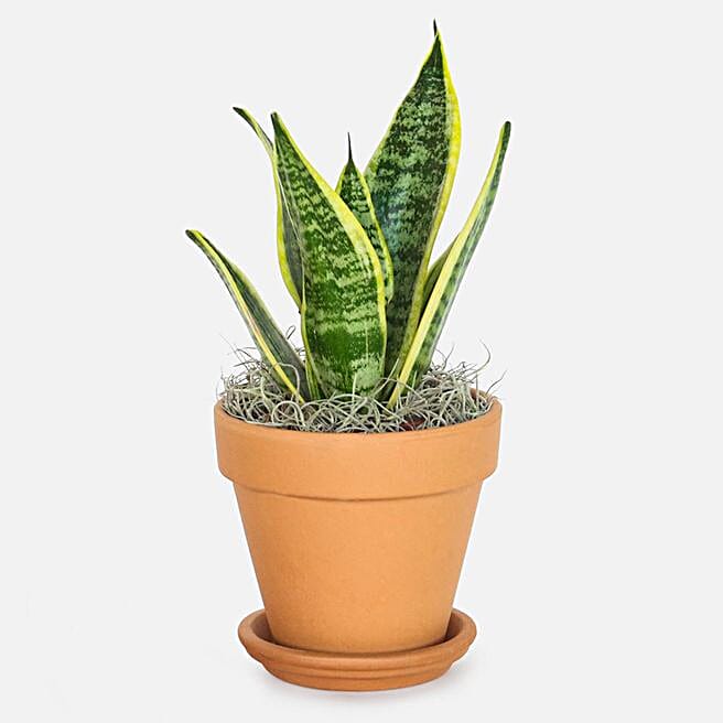 Snake Plant Laurentii In Nursery Pot Singapore Gift Snake Plant Laurentii In Nursery Pot Ferns N Petals