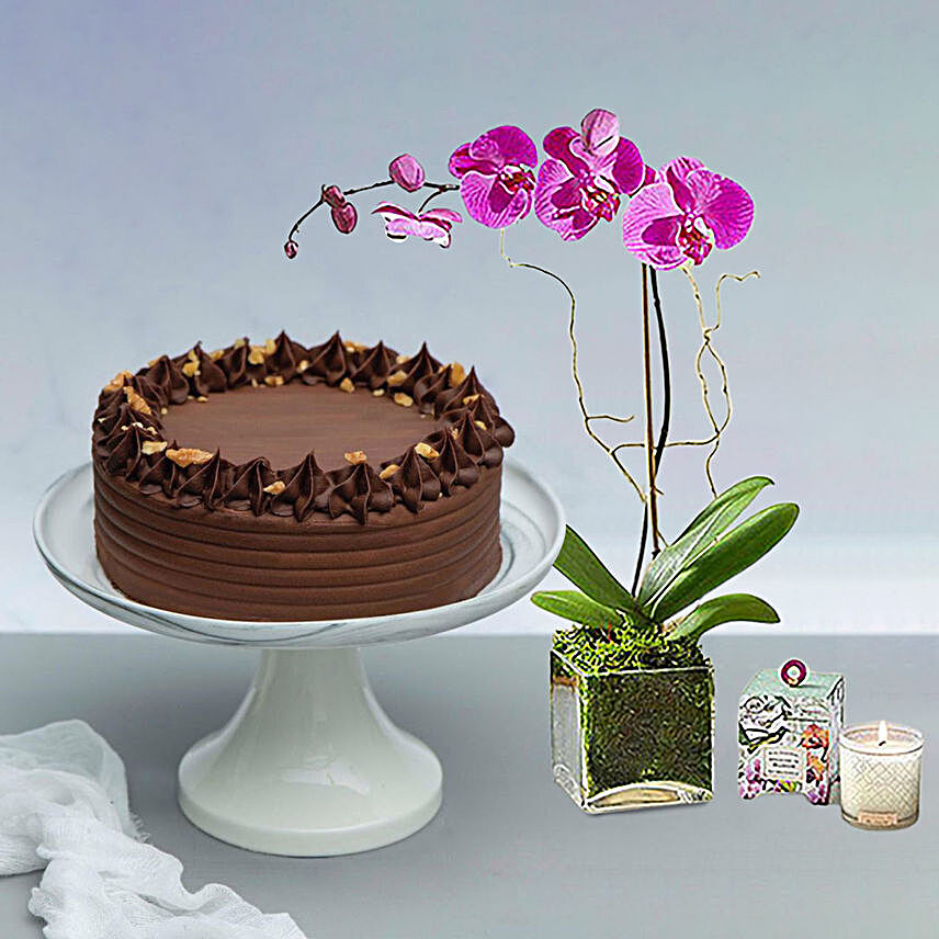Walnut Chocolate Cake With Purple Orchid Plant:Chocolate Cake Delivery in Singapore
